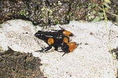 Harlequin mantella Appendix II,Amphibia,Terrestrial,Mountains,Chordata,Forest,Animalia,Critically Endangered,Streams and rivers,Anura,Aquatic,Africa,Carnivorous,Mantella,Mantellidae,Savannah