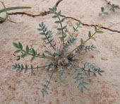 Astragalus tribuloides, mature plant Habitat,Species in habitat shot,Astragalus,Terrestrial,Asia,Europe,Tracheophyta,Least Concern,Fabales,Africa,Photosynthetic,Leguminosae,Plantae,Magnoliopsida,IUCN Red List