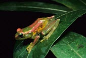 Boophis ulftunni Adult,Not Evaluated,Anura,Mantellidae,Rainforest,Boophis,Carnivorous,Chordata,Animalia,Africa,Terrestrial,Amphibia