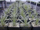 Kau silversword plants in nursery Conservation,Terrestrial,Plantae,Argyroxiphium,Magnoliopsida,Critically Endangered,Tropical,Pacific,Mountains,Photosynthetic,Tracheophyta,kauense,Temporary water,Compositae,Asterales,IUCN Red List