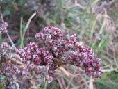 Nettleleaf goosefoot seedheads Mature form,Seeds,Amaranthaceae,Caryophyllales,Magnoliophyta,Flowering Plants,Magnoliopsida,Dicots,North America,Asia,Africa,Chenopodiaceae,Photosynthetic,Terrestrial,South America,Australia,Europe,Tr