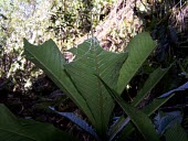 Cyanea procera leaves damaged by plant predators Mature form,Campanulales,Plantae,Terrestrial,Cyanea,Magnoliopsida,IUCN Red List,Photosynthetic,Campanulaceae,North America,Tracheophyta,Critically Endangered