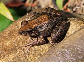 Gephyromantis azzurrae Adult,Amphibia,Streams and rivers,Wetlands,Anura,Mantellidae,Chordata,Terrestrial,Sub-tropical,Gephyromantis,Animalia,Africa,azzurrae,Aquatic,Endangered,IUCN Red List