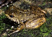 Juvenile Boehmantis microtympanum Adult,microtympanum,Streams and rivers,Mantellidae,Chordata,Terrestrial,Africa,Animalia,Sub-tropical,Aquatic,Endangered,Boehmantis,Anura,Amphibia,IUCN Red List