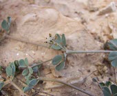 Seetzenia lanata in flower Flower,Zygophyllaceae,Desert,Seetzenia,Terrestrial,Equisetopsida,Plantae,Photosynthetic,Asia,Zygophyllales,Not Evaluated,Tracheophyta,Indian