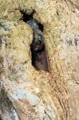 Climbing frog in hole in tree Adult,How does it live ?,Animalia,Carnivorous,Microhylidae,Africa,Anura,nigrigularis,Sub-tropical,Anodonthyla,Data Deficient,Terrestrial,Chordata,Tropical,Amphibia,IUCN Red List