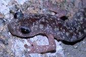 Imperial cave salamander Adult,Temperate,Amphibia,Animalia,Carnivorous,Near Threatened,Chordata,Plethodontidae,Caudata,imperialis,Speleomantes,Europe,Rock,Terrestrial,IUCN Red List