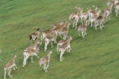 Fallow deer running Even-toed Ungulates,Artiodactyla,Cervidae,Deer,Chordates,Chordata,Mammalia,Mammals,Temperate,Cetartiodactyla,Europe,Terrestrial,Animalia,Dama,dama,Common,Herbivorous,Wetlands,IUCN Red List,Least Conce