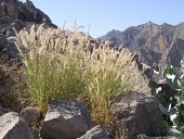 Cenchrus pennisetiformis in  natural habitat Species in habitat shot,Habitat,Mature form,Leaves,Flower,Deserts,Mountains,Terrestrial,Liliopsida,Cyperales,Plantae,Asia,Tracheophyta,Gramineae,Agricultural,Cenchrus,Grassland,Africa,Photosynthetic