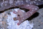 Close up of an Imperial cave salamander's front foot Temperate,Amphibia,Animalia,Carnivorous,Near Threatened,Chordata,Plethodontidae,Caudata,imperialis,Speleomantes,Europe,Rock,Terrestrial,IUCN Red List