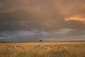 Common zebras in storm light Least Concern,quagga,Streams and rivers,Mammalia,Perissodactyla,Ponds and lakes,Equidae,Equus,Africa,Terrestrial,Savannah,Herbivorous,Temporary water,Chordata,Animalia,IUCN Red List