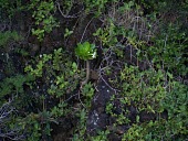 Puaala flowering Habitat,Flower,Species in habitat shot,Mature form,Scrub,Magnoliopsida,Tracheophyta,Critically Endangered,Campanulaceae,Soil,Photosynthetic,North America,Terrestrial,Campanulales,Rock,Brighamia,Planta