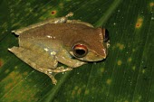 Boophis axelmeyeri Adult,North America,Animalia,axelmeyeri,Aquatic,Tropical,Anura,Chordata,Mantellidae,Streams and rivers,Terrestrial,Carnivorous,Boophis,IUCN Red List,Amphibia,Vulnerable,Forest