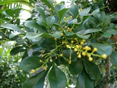 Close up of Chinese perfume tree flowers Mature form,Flower,Magnoliopsida,odorata,Photosynthetic,Plantae,Coniferous,Asia,Meliaceae,Aglaia,Sapindales,Near Threatened,Terrestrial,Tracheophyta,IUCN Red List