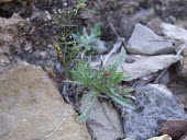 Cage thistle Mature form,Europe,Photosynthetic,Asterales,Atractylis,Terrestrial,Scrub,Plantae,Forest,Magnoliopsida,Tracheophyta,Compositae