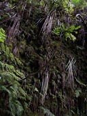 Cyanea procera growing from valley side Mature form,Campanulales,Plantae,Terrestrial,Cyanea,Magnoliopsida,IUCN Red List,Photosynthetic,Campanulaceae,North America,Tracheophyta,Critically Endangered