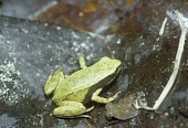 Yellow mantella, dorsal view Adult,Animalia,crocea,Amphibia,Terrestrial,Mantella,Chordata,Africa,Sub-tropical,Mantellidae,Anura,Tropical,Aquatic,Endangered,Wetlands,IUCN Red List