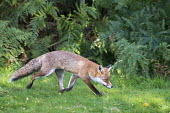 Red fox on the move Chordates,Chordata,Mammalia,Mammals,Carnivores,Carnivora,Dog, Coyote, Wolf, Fox,Canidae,Asia,Africa,Common,Riparian,Terrestrial,Animalia,vulpes,Omnivorous,Vulpes,Urban,Europe,Temperate,Mountains,Agric