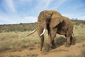 African bull elephant on the move Elephants,Elephantidae,Chordates,Chordata,Elephants, Mammoths, Mastodons,Proboscidea,Mammalia,Mammals,Appendix I,Africa,Appendix II,Savannah,Herbivorous,Terrestrial,Animalia,Convention on Migratory Sp