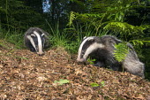 European badger cubs foraging in oak woods Carnivores,Carnivora,Mammalia,Mammals,Chordates,Chordata,Weasels, Badgers and Otters,Mustelidae,Europe,meles,Temperate,Animalia,Meles,Coastal,Species of Conservation Concern,Scrub,Wildlife and Conserv