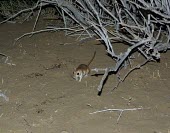 Cheesmans gerbil in habitat Habitat,Species in habitat shot,Adult,Mammalia,Mammals,Rodents,Rodentia,Rats, Mice, Voles and Lemmings,Muridae,Chordates,Chordata,Animalia,Sand-dune,Gerbillus,Asia,cheesmani,Desert,Semi-desert,Terrest