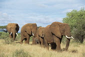 African elephant family on the move Elephants,Elephantidae,Chordates,Chordata,Elephants, Mammoths, Mastodons,Proboscidea,Mammalia,Mammals,Appendix I,Africa,Appendix II,Savannah,Herbivorous,Terrestrial,Animalia,Convention on Migratory Sp