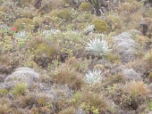 Eke silversword in habitat Mature form,Compositae,Tracheophyta,Wetlands,Argyroxiphium,caliginis,Asterales,Terrestrial,Plantae,Magnoliopsida,Pacific,Vulnerable,Photosynthetic,IUCN Red List