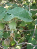 Abutilon eremitopetalum flowers and leaves Leaves,Flower,Mature form,Malvaceae,Tracheophyta,Abutilon,Terrestrial,North America,Magnoliopsida,Malvales,Scrub,Photosynthetic,eremitopetalum,Critically Endangered,Plantae,IUCN Red List