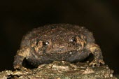 Rhombophryne coudreaui Adult,Carnivorous,Africa,Rhombophryne,Terrestrial,Vulnerable,Animalia,Rainforest,Amphibia,Anura,coudreaui,Microhylidae,Chordata,IUCN Red List