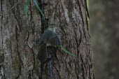 Rodrigues warbler on tree trunk, wings stretched Adult,Passeriformes,Terrestrial,Scrub,Aves,Flying,Chordata,Carnivorous,Savannah,Africa,Animalia,rodericanus,Acrocephalus,Agricultural,Endangered,Sylviidae,IUCN Red List