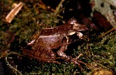 Salegy forest frog Adult,Terrestrial,Africa,Gephyromantis,salegy,Aquatic,Carnivorous,Animalia,Mantellidae,Anura,Amphibia,Vulnerable,Streams and rivers,Rainforest,Chordata,IUCN Red List