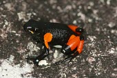 Harlequin mantella on rock Adult,Appendix II,Amphibia,Terrestrial,Mountains,Chordata,Forest,Animalia,Critically Endangered,Streams and rivers,Anura,Aquatic,Africa,Carnivorous,Mantella,Mantellidae,Savannah