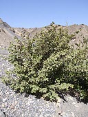 Grewia villosa in typical habitat Mature form,Habitat,Leaves,Mountains,Species in habitat shot,Semi-desert,Africa,Plantae,Tiliaceae,Tracheophyta,Photosynthetic,Terrestrial,Magnoliopsida,Rock,Asia,Grewia,Malvales