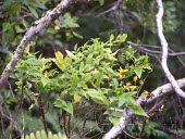 Kookoolau leaves and flowers Mature form,Compositae,Magnoliopsida,Sub-tropical,wiebkei,Pacific,Terrestrial,Asterales,Bidens,Critically Endangered,Tracheophyta,Plantae,Photosynthetic,IUCN Red List