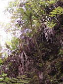 Cyanea procera Immature form,Campanulales,Plantae,Terrestrial,Cyanea,Magnoliopsida,IUCN Red List,Photosynthetic,Campanulaceae,North America,Tracheophyta,Critically Endangered