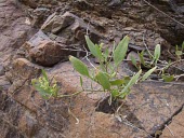 Rumex limoniastrum foliage Leaves,Plantae,Tracheophyta,Rumex,Polygonaceae,Polygonales,Magnoliopsida