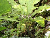 Haleakala cyanea flowering Mature form,Cyanea,Vulnerable,Campanulales,Plantae,Photosynthetic,Terrestrial,Magnoliopsida,Campanulaceae,North America,Mountains,IUCN Red List,Tracheophyta