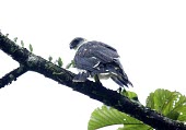 Grey-backed hawk, rear view Adult,Tropical,occidentalis,Leucopternis,Accipitridae,Animalia,Aves,Chordata,Flying,Appendix II,Endangered,Carnivorous,South America,Falconiformes,Sub-tropical,IUCN Red List