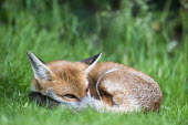 Red fox cub resting Chordates,Chordata,Mammalia,Mammals,Carnivores,Carnivora,Dog, Coyote, Wolf, Fox,Canidae,Asia,Africa,Common,Riparian,Terrestrial,Animalia,vulpes,Omnivorous,Vulpes,Urban,Europe,Temperate,Mountains,Agric