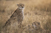 Cheetahs at dawn Chordates,Chordata,Carnivores,Carnivora,Mammalia,Mammals,Felidae,Cats,jubatus,Savannah,Appendix I,Africa,Acinonyx,Critically Endangered,Carnivorous,Terrestrial,Animalia,Endangered,Scrub,Vulnerable,IUC