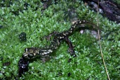 Imperial cave salamander Adult,Temperate,Amphibia,Animalia,Carnivorous,Near Threatened,Chordata,Plethodontidae,Caudata,imperialis,Speleomantes,Europe,Rock,Terrestrial,IUCN Red List