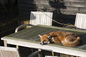 Red fox asleep on garden table Chordates,Chordata,Mammalia,Mammals,Carnivores,Carnivora,Dog, Coyote, Wolf, Fox,Canidae,Asia,Africa,Common,Riparian,Terrestrial,Animalia,vulpes,Omnivorous,Vulpes,Urban,Europe,Temperate,Mountains,Agric