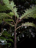 Haleakala cyanea in dark conditions Mature form,Cyanea,Vulnerable,Campanulales,Plantae,Photosynthetic,Terrestrial,Magnoliopsida,Campanulaceae,North America,Mountains,IUCN Red List,Tracheophyta