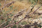 Hasr seed pods Mature form,Leaves,Habitat,Seeds,Species in habitat shot,Photosynthetic,Magnoliopsida,Terrestrial,Leguminosae,Savannah,Africa,Tracheophyta,Grassland,Plantae,Fabales,Asia,Indigofera,IUCN Red List,Least