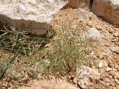 Eragrostis papposa with seed heads Seeds,Mature form,Species in habitat shot,Habitat,Leaves,Plantae,Tracheophyta,Cyperales,Europe,Not Evaluated,Gramineae,Liliopsida,IUCN Red List,Asia,Eragrostis,Terrestrial,Photosynthetic,Africa