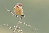 Female common stonechat Habitat,Species in habitat shot,Adult Female,Adult,Aves,Birds,Old World Flycatchers,Muscicapidae,Perching Birds,Passeriformes,Chordates,Chordata,Europe,Wetlands,Animalia,Saxicola,Agricultural,Terrestr