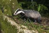 European badger cub in oak woods Carnivores,Carnivora,Mammalia,Mammals,Chordates,Chordata,Weasels, Badgers and Otters,Mustelidae,Europe,meles,Temperate,Animalia,Meles,Coastal,Species of Conservation Concern,Scrub,Wildlife and Conserv