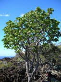 Ohe makai tree Mature form,Magnoliopsida,Pacific,Tracheophyta,Photosynthetic,Apiales,Plantae,sandwicensis,Near Threatened,North America,Araliaceae,Reynoldsia,IUCN Red List,Terrestrial