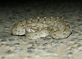 Coiled Sind saw-scaled viper Adult,Squamata,Terrestrial,Chordata,Carnivorous,Desert,Reptilia,Viperidae,Asia,Echis,Semi-desert,Animalia