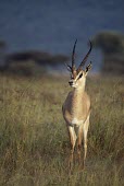 GRANT'S GAZELLE Adult,Chordates,Chordata,Mammalia,Mammals,Even-toed Ungulates,Artiodactyla,Bovidae,Bison, Cattle, Sheep, Goats, Antelopes,granti,Africa,Terrestrial,Agricultural,Animalia,Least Concern,Grassland,Scrub,